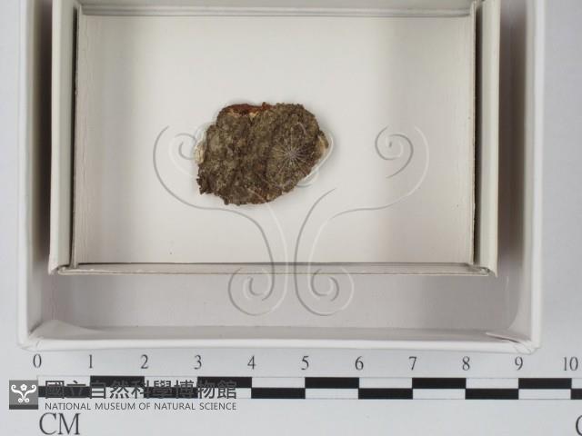 登錄號:F0018052藏品圖，第1張