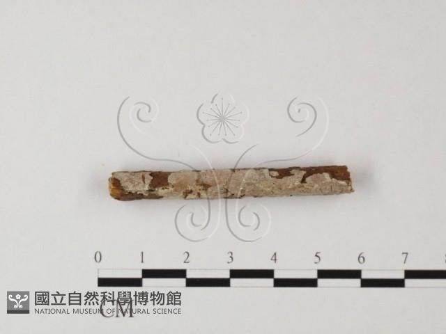 登錄號:F0020052藏品圖，第1張