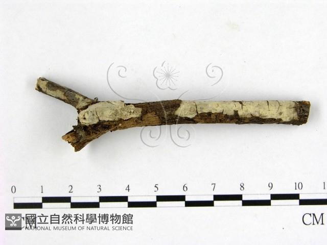 燈籠囊擬射脈菌藏品圖，第1張