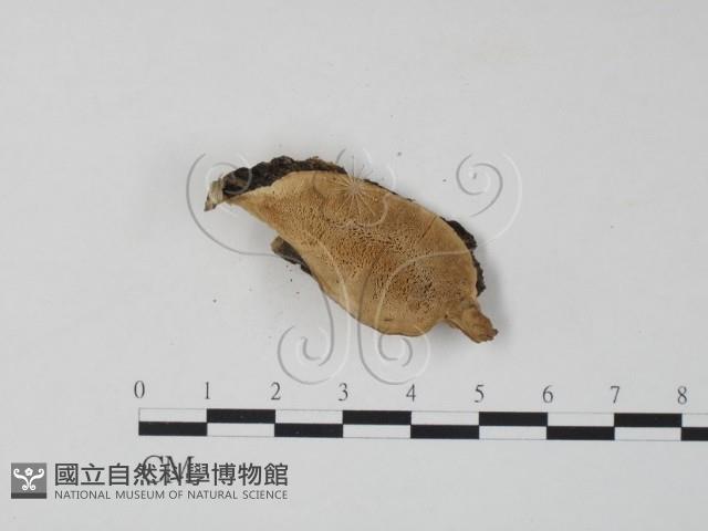 栓菌屬藏品圖，第1張