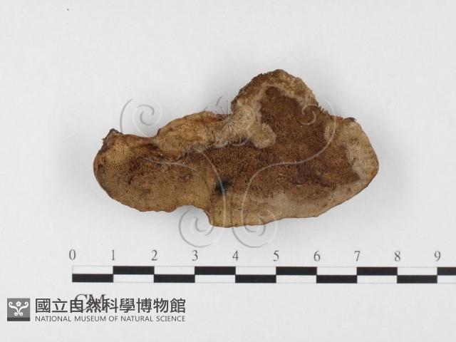 木層孔菌屬藏品圖，第1張