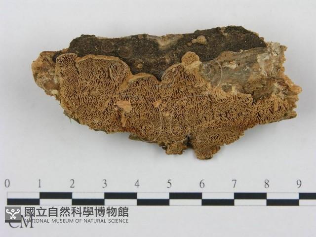 登錄號:F0006052藏品圖，第1張