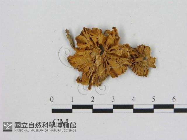 Accession Number:F0016052 Collection Image, Figure 1, Total 3 Figures