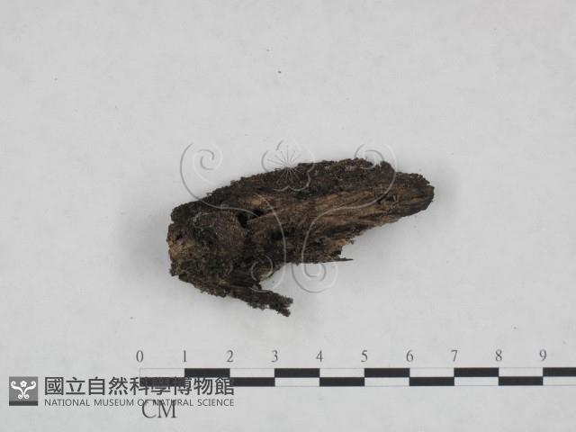 登錄號:F0021052藏品圖，第1張