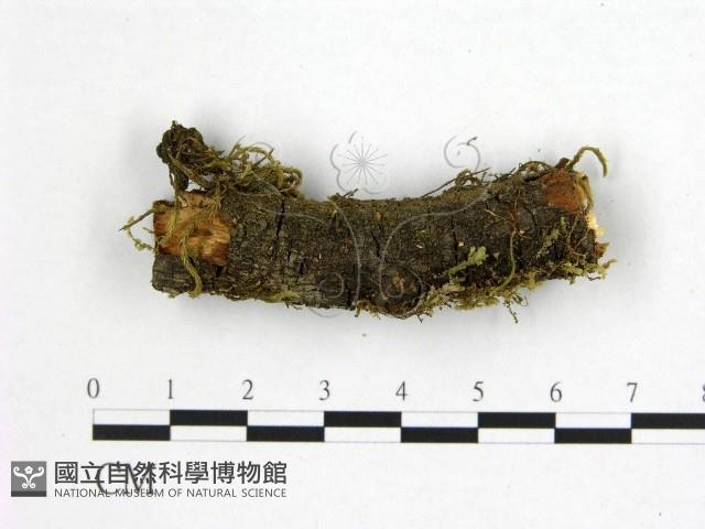 登錄號:F0001052藏品圖，第1張