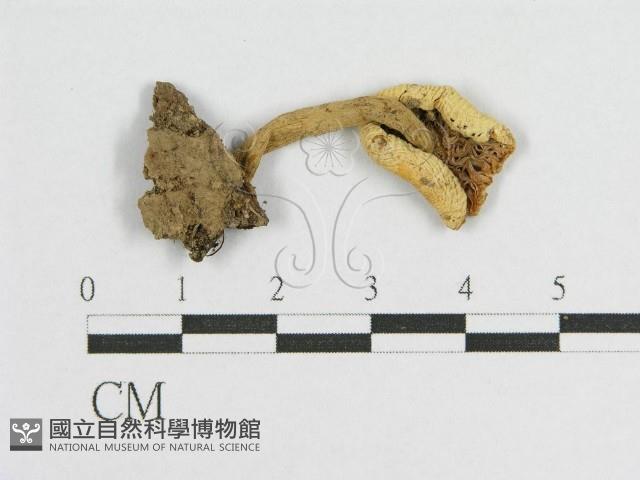 登錄號:F0011052藏品圖，第1張