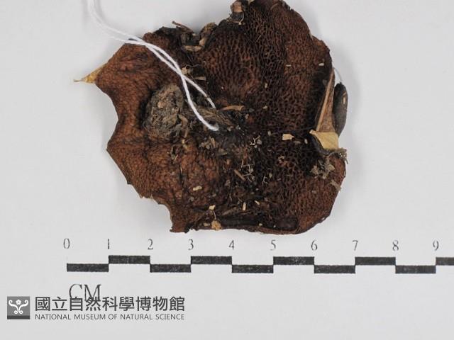 登錄號:F0031052藏品圖，第1張