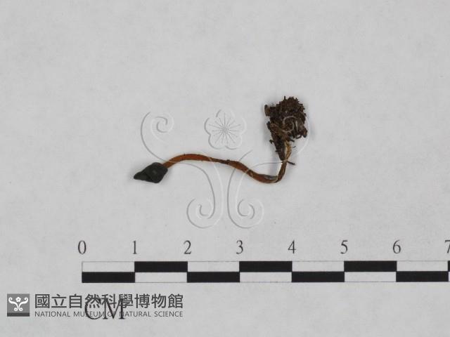登錄號:F0024052藏品圖，第1張