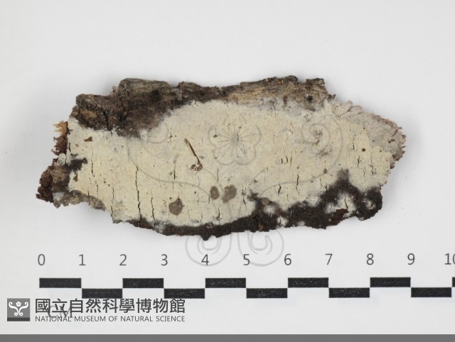剛毛絲皮菌藏品圖，第1張
