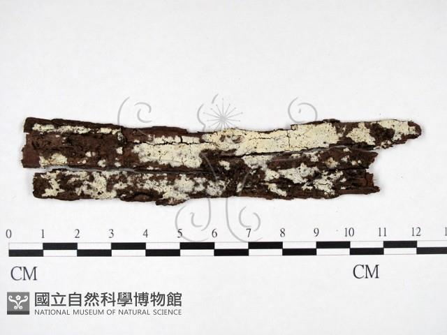 冇骨消絲齒菌藏品圖，第1張