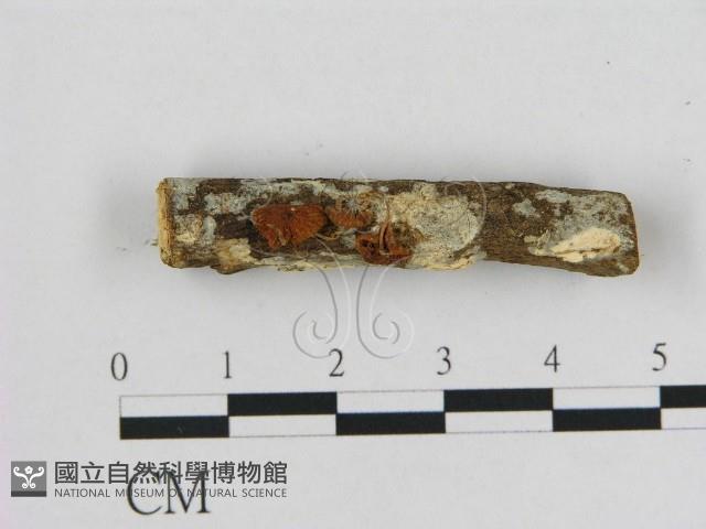 小皮傘屬藏品圖，第1張