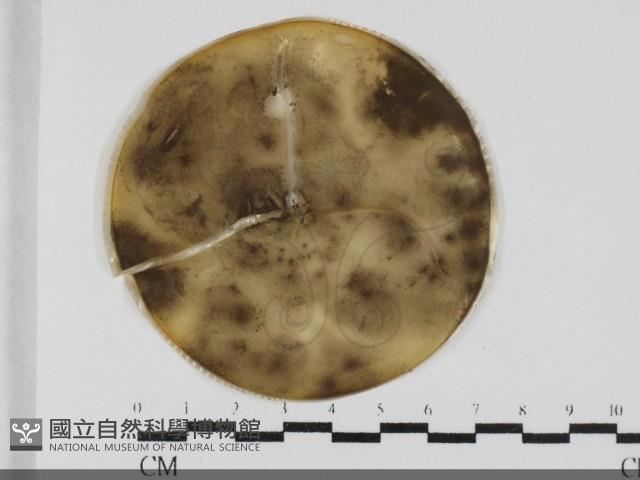 登錄號:F0032052藏品圖，第1張