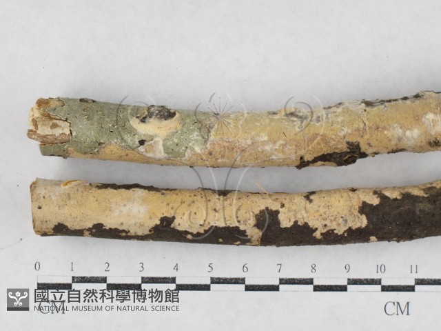 登錄號:F0027052藏品圖，第1張