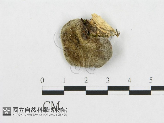 登錄號:F0007052藏品圖，第1張
