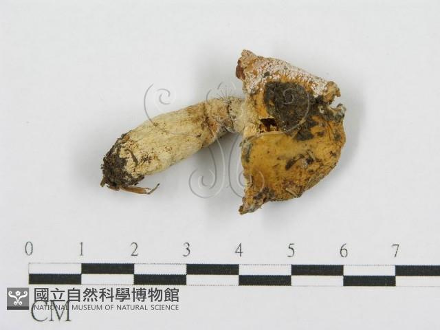 紅菇屬藏品圖，第1張