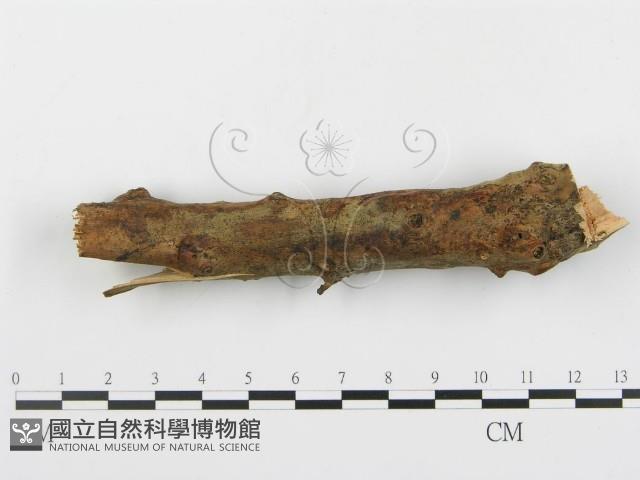 登錄號:F0005052藏品圖，第1張