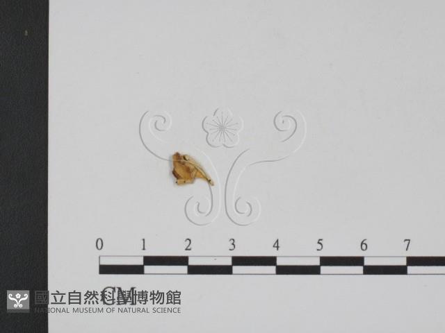 登錄號:F0009052藏品圖，第1張