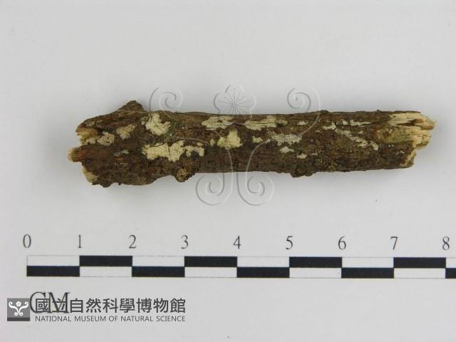 登錄號:F0019052藏品圖，第1張