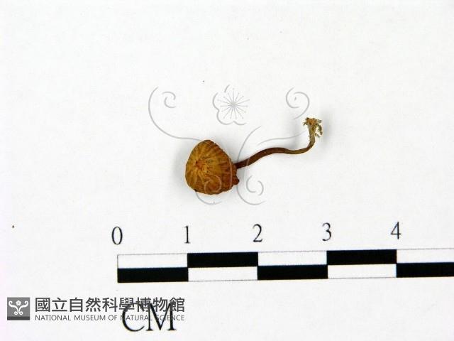 登錄號:F0023052藏品圖，第1張