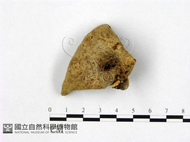 登錄號:F0003052藏品圖，第1張