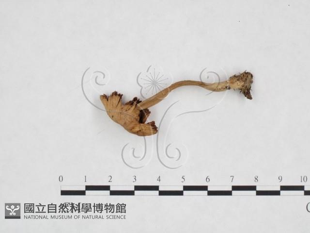 登錄號:F0013052藏品圖，第1張