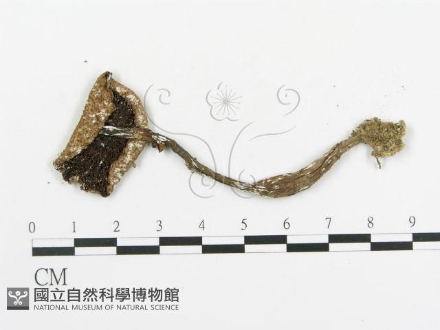 傘菌屬藏品圖，第1張