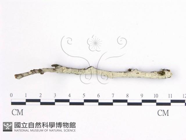 登錄號:F0020352藏品圖，第1張