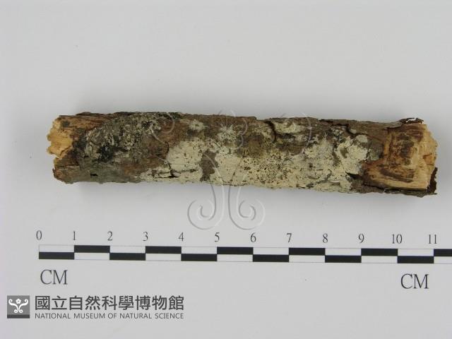 剛毛絲皮菌藏品圖，第1張
