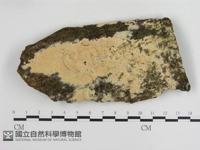 登錄號:F0010352藏品圖，第1張