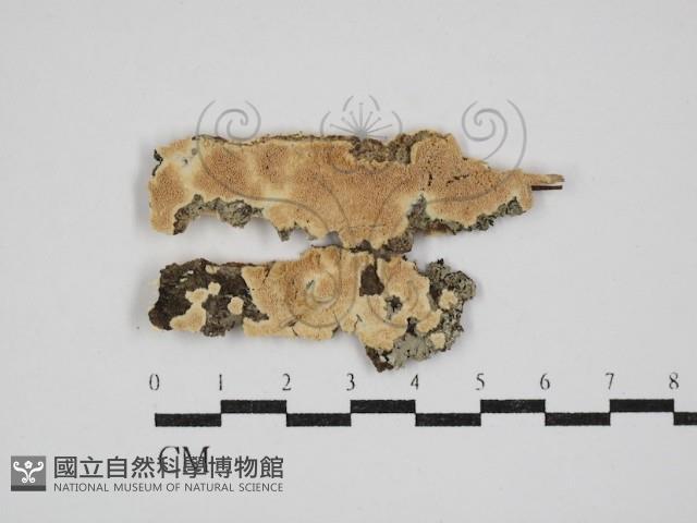 登錄號:F0030352藏品圖，第1張