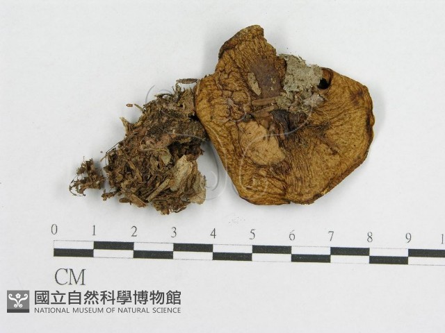 登錄號:F0016352藏品圖，第1張
