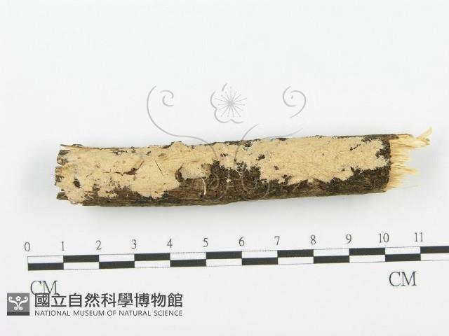 登錄號:F0001352藏品圖，第1張