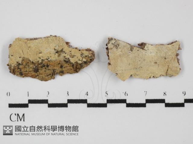 登錄號:F0031352藏品圖，第1張