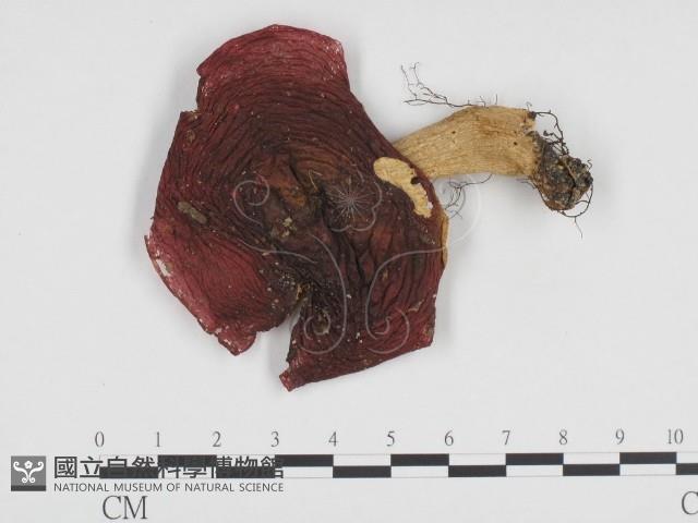 登錄號:F0024352藏品圖，第1張