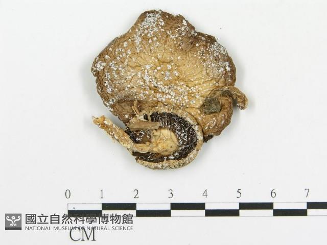 傘菌屬藏品圖，第1張