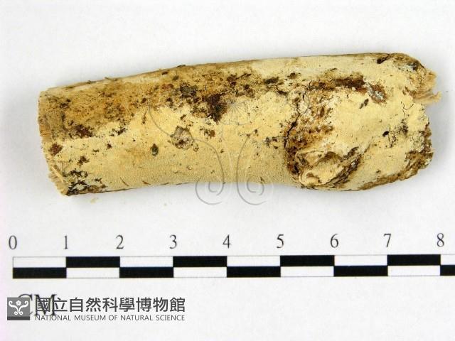 絲齒菌屬藏品圖，第1張