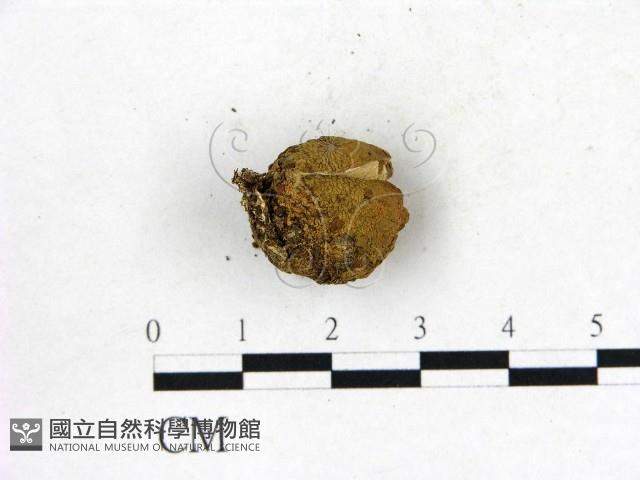 地星屬藏品圖，第1張