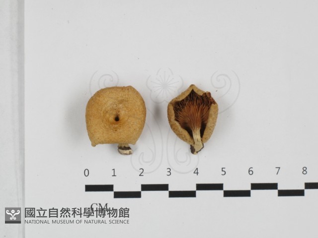 登錄號:F0032352藏品圖，第1張