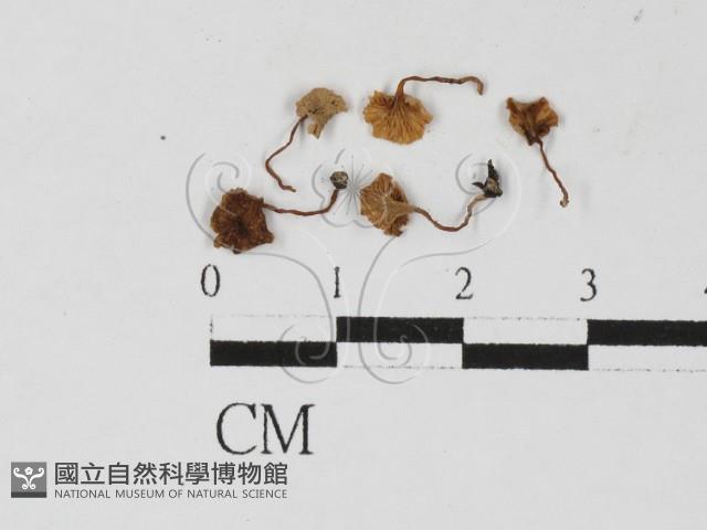 登錄號:F0027352藏品圖，第1張