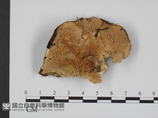 登錄號:F0007352藏品圖，第1張