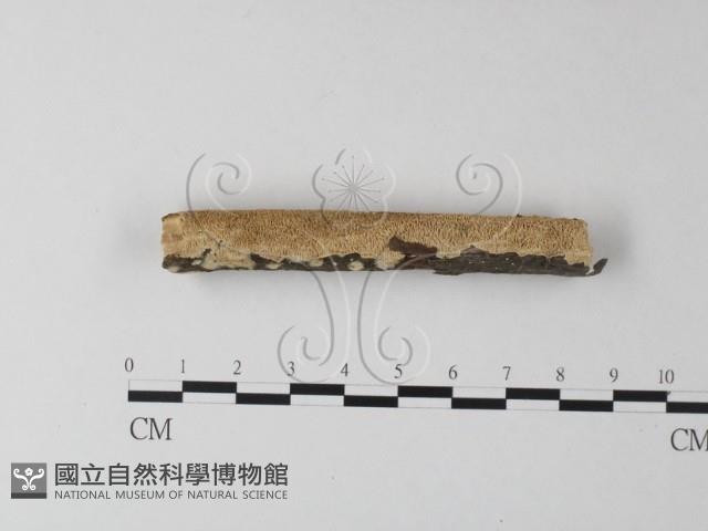 耙菌屬藏品圖，第1張