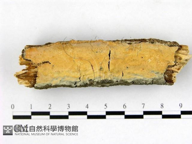 登錄號:F0005352藏品圖，第1張