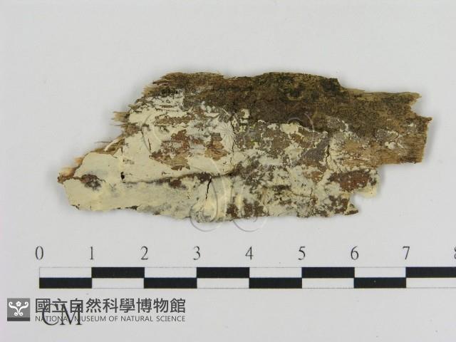 登錄號:F0015352藏品圖，第1張