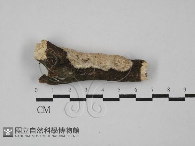 登錄號:F0029352藏品圖，第1張