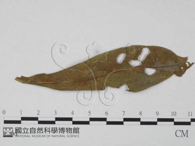 登錄號:F0019352藏品圖，第1張