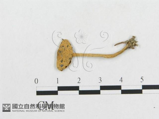 登錄號:F0003352藏品圖，第1張