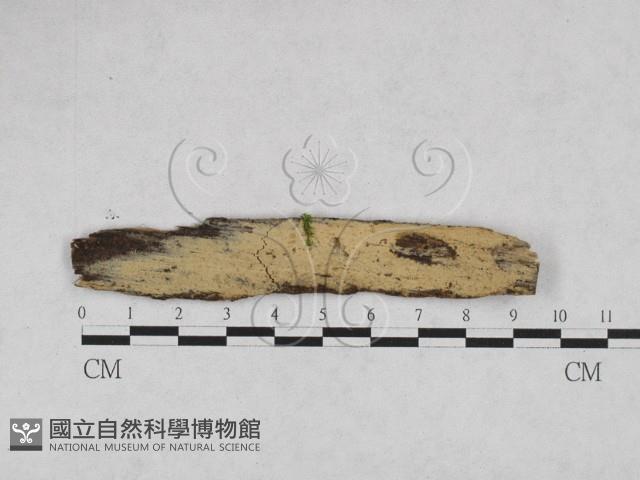 登錄號:F0028242藏品圖，第1張