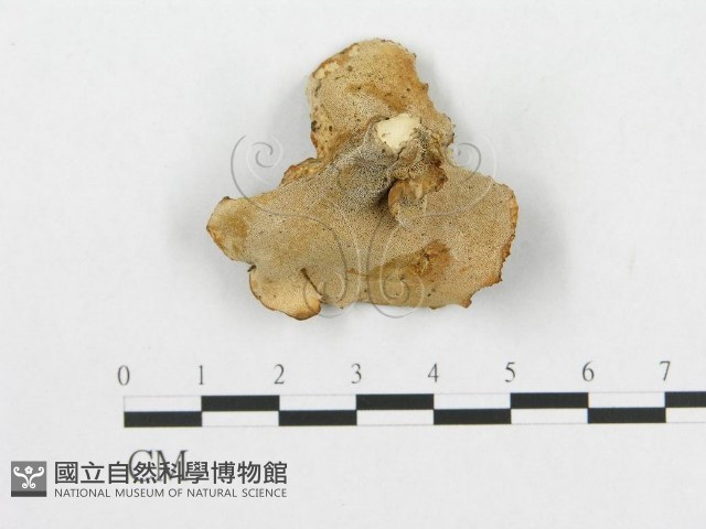 登錄號:F0008242藏品圖，第1張