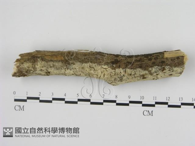剛毛絲皮菌藏品圖，第1張