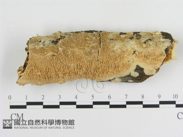 登錄號:F0010242藏品圖，第1張